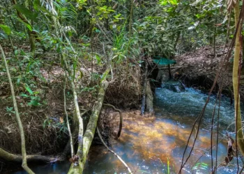 Fronteira entre Amazônia e Cerrado: clima deve comprometer viabilidade de 74% das terras agrícolas até 2060