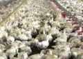 Nova doença em frangos preocupa o setor