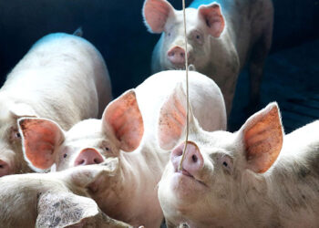 Preços médios da carne suína se mantiveram estáveis