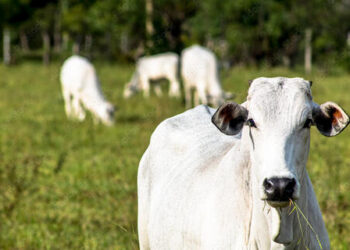 Arroba do boi gordo custa R$ 237,70, em São Paulo