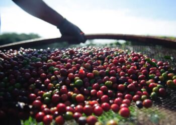 Frio deixa produtores de café em alerta