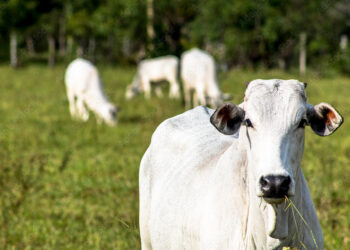 Média de preço do boi gordo se manteve estável no último fechamento