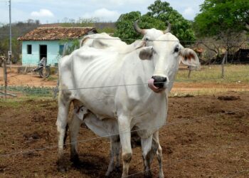 Média de preço do boi gordo subiu no último fechamento