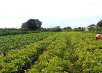 Nova lei busca reduzir burocracia para declaração do Imposto Territorial Rural (DITR)