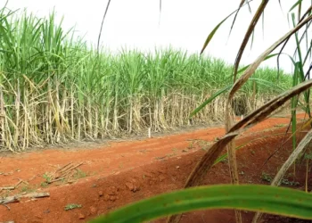 Preço do açúcar obteve queda no último fechamento