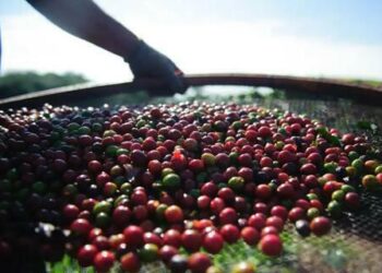 Preço do café robusta subiu 2,27%, no último fechamento