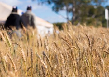 Preço do trigo renovou a alta no Paraná e no Rio Grande do Sul