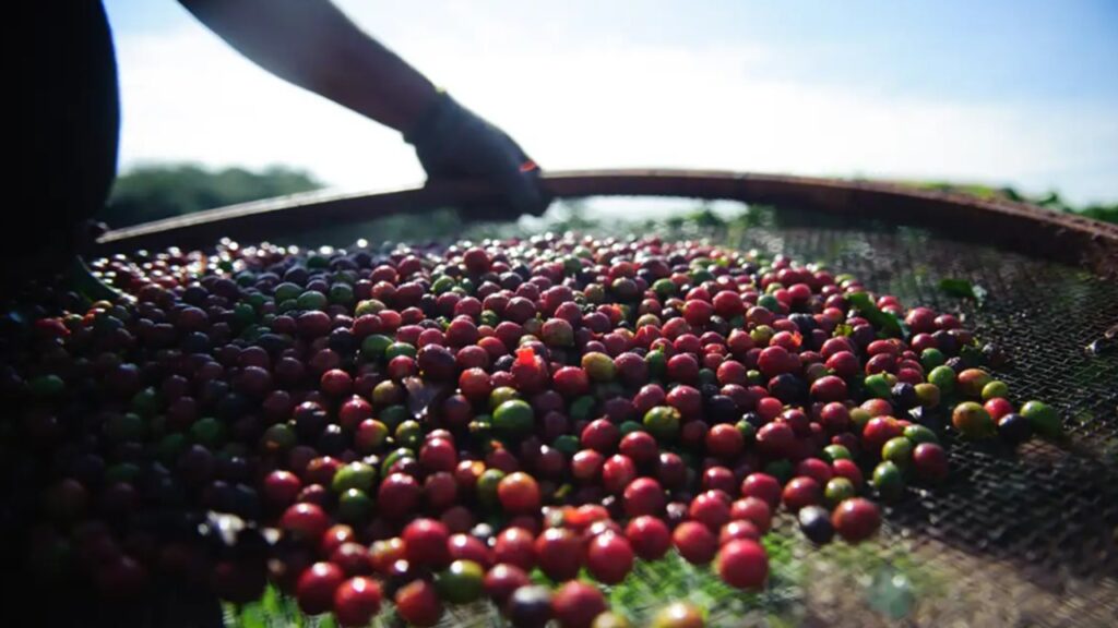 Café robusta segue renovando recordes de preços