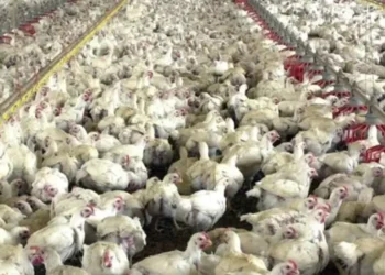 Frango congelado e resfriado obtêm estabilidade de preços