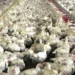 Frango congelado e resfriado obtêm estabilidade de preços Frango congelado e resfriado obtêm estabilidade de preços