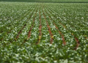 Preço da soja inicia a semana em forte alta