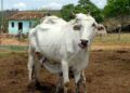 Preço do boi gordo subiu e arroba é vendida a R$ 272,85