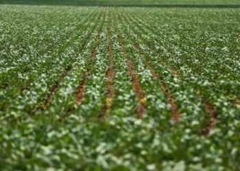 Trigo e soja fecham em queda