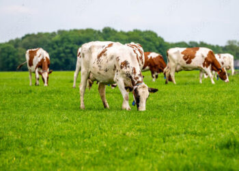 Arroba do boi gordo segue com alta no preço, nesta quarta-feira (13)