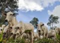 Boi gordo mantém tendência de alta no preço, nesta segunda-feira (4)