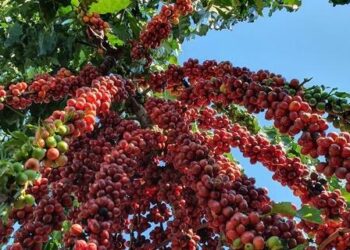 Café robusta tem alta no preço e saca de 60 kg custa R$ 1.813