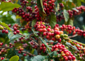 Café volta a ter alta