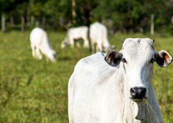 Arroba do boi gordo volta a cair, nesta quinta-feira (5)