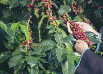Café arábica volta a subir e saca custa R$ 2.059,02, nesta sexta-feira (6)