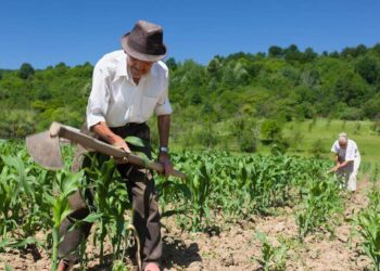Centro-Oeste lidera concessões de crédito rural com R$ 15,7 milhões no 2º trimestre de 2024