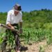 Centro-Oeste lidera concessões de crédito rural com R$ 15,7 milhões no 2º trimestre de 2024 Centro-Oeste lidera concessões de crédito rural com R$ 15,7 milhões no 2º trimestre de 2024