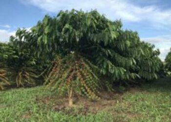 Com quatro altas seguidas, saca do café arábica é vendida a R$ 2.159, em São Paulo