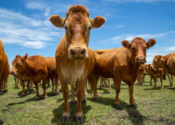 Cotação do boi gordo apresenta queda de 1,27%, nesta terça-feira (17)