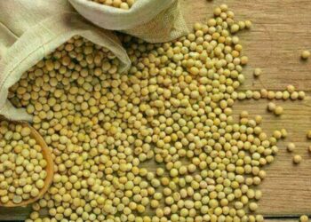 Soja continua com leve queda no preço nesta quinta (12), no PR