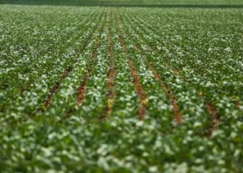 Soja mantém tendência de queda no preço, nesta segunda-feira (20)