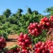 Café arábica tem alta no preço, enquanto robusta fica mais barato, nesta quinta-feira (30) Café arábica tem alta no preço, enquanto robusta fica mais barato, nesta quinta-feira (30)
