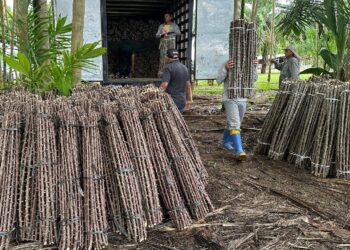 “Vassoura de Bruxa” ameaça lavouras de mandioca de seis municípios no Amapá