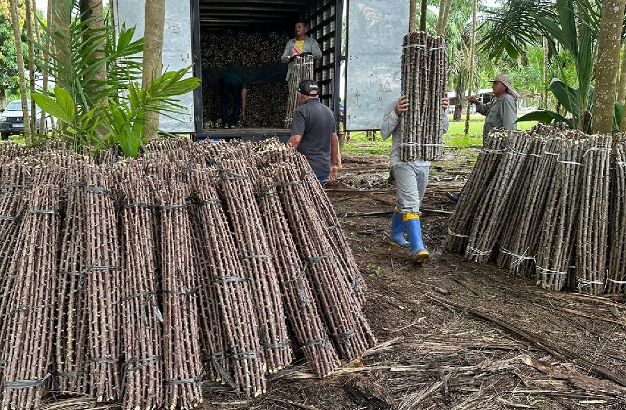 “Vassoura de Bruxa” ameaça lavouras de mandioca de seis municípios no Amapá