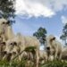Preço do boi gordo chega à quarta alta seguida, nesta segunda-feira (24)