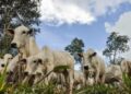 Preço do boi gordo volta a subir, nesta quarta-feira (12)