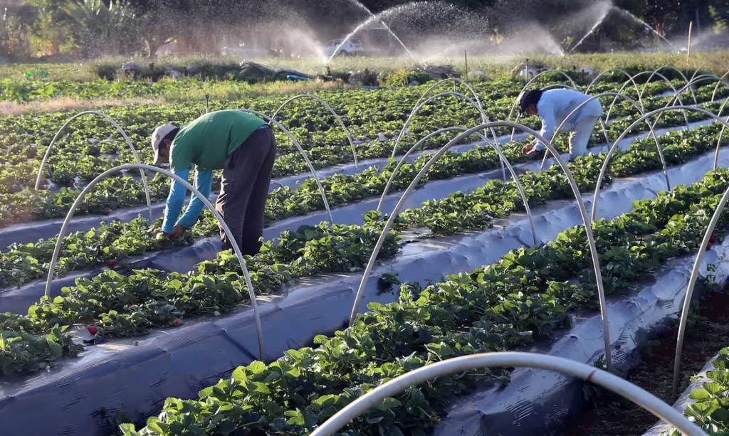 Pronaf: BASA projeta atender 30 mil famílias com R$ 2,5 bi em financiamentos, em 2025