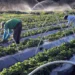 Pronaf: BASA projeta atender 30 mil famílias com R$ 2,5 bi em financiamentos, em 2025 Pronaf: BASA projeta atender 30 mil famílias com R$ 2,5 bi em financiamentos, em 2025