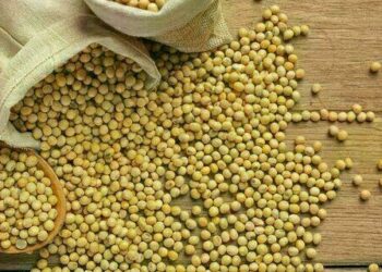 Saca de soja está cotada a R$ 133,38, no litoral do Paraná, nesta segunda-feira (24)