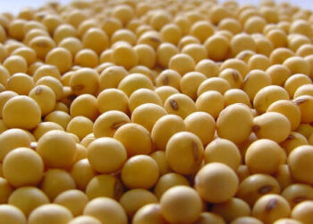 Soja e trigo registram alta nos preços, nesta sexta-feira (21)