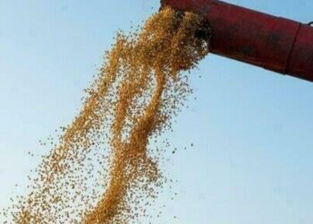 Soja recua no Paraná