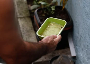 Dengue: 80 municípios prioritários terão ações de enfrentamento intensificadas; veja lista