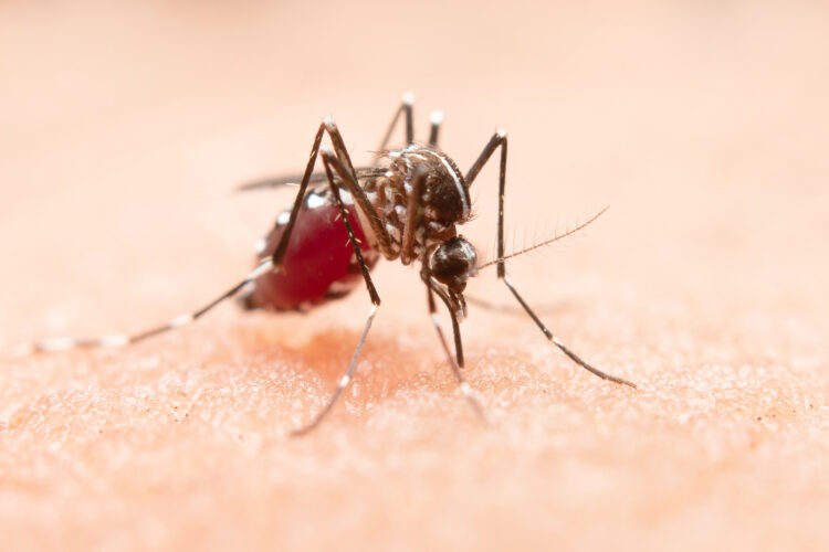 Dengue: SP lidera número de mortes por dengue em 2024