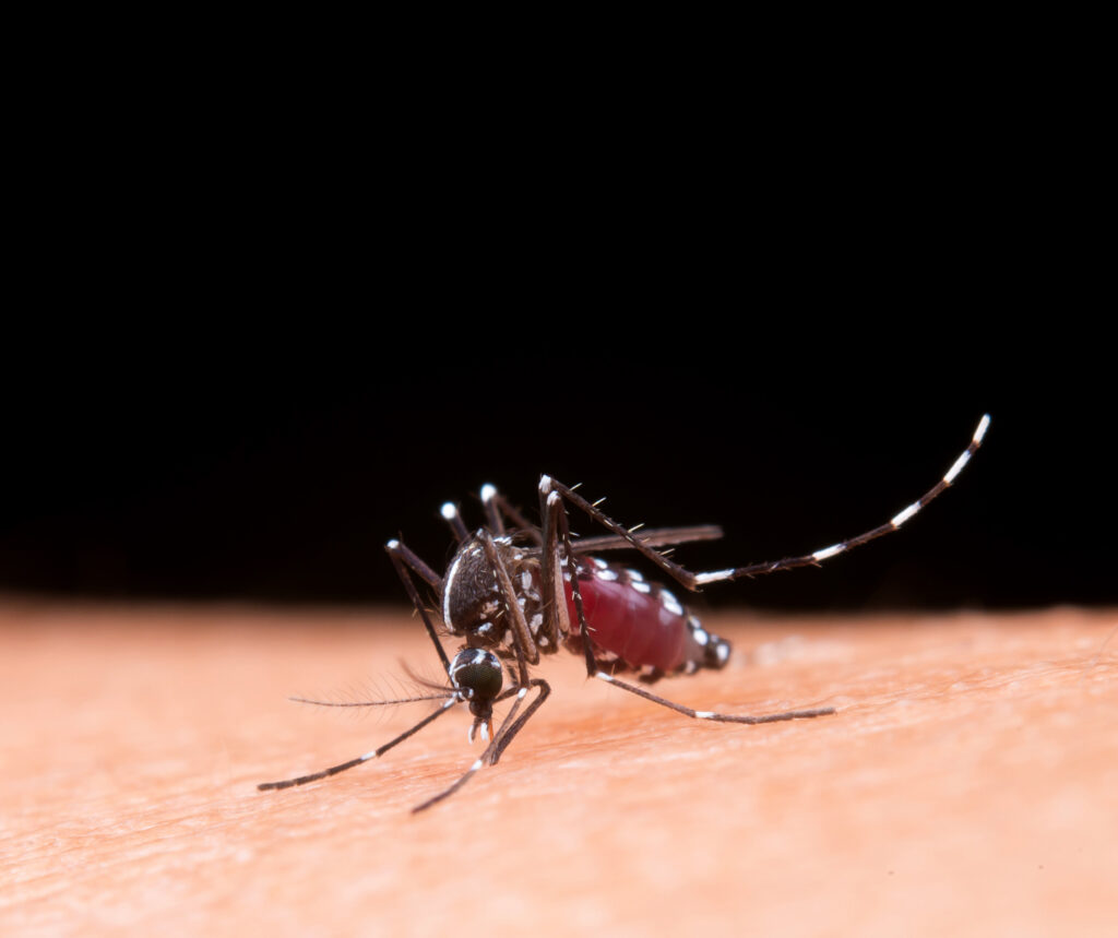 Dengue: São Paulo concentra quase 60% dos casos no país em 2025