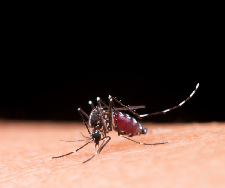 Dengue: São Paulo concentra quase 60% dos casos no país em 2025