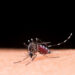 Dengue: Sudeste concentra 73% do número de casos prováveis no país nas primeiras semanas de 2025