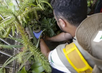 Dengue: confira recomendações do MS aos gestores estaduais e municipais de saúde