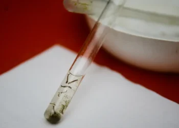 Dengue: pesquisadores da Fiocruz criam isca capaz de capturar quase o dobro de ovos de mosquitos