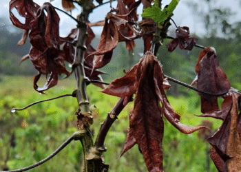 Vassoura-de-bruxa: Entenda como uma praga na agricultura levou o Amapá a pedir ajuda emergencial