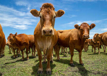 Boi gordo tem alta no preço, com arroba vendida a R$ 305,60 nesta quarta-feira (28)