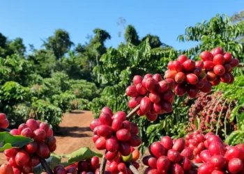 Café: Sudeste lidera ranking da estimativa de produção de arábica e canéfora para 2025