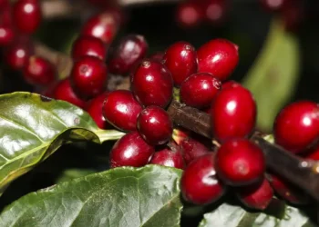 Preço do café começa a segunda-feira (26) em queda